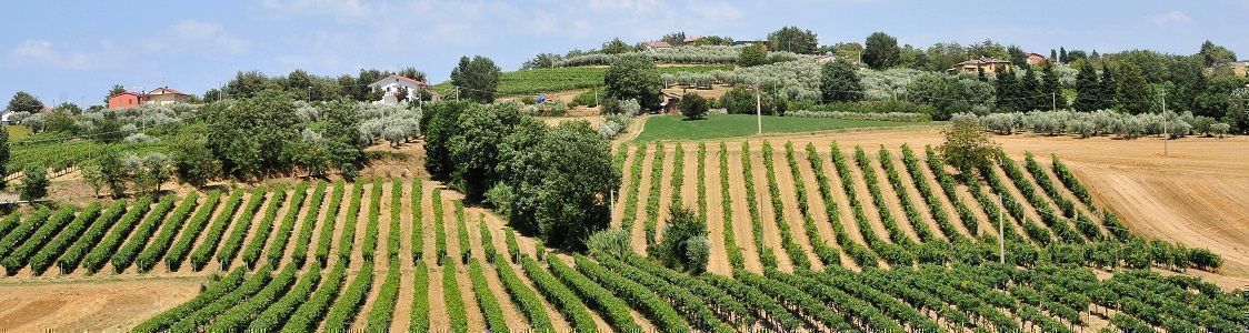 Poli Corrado e Pistolesi Vincenzo società agricola semplice