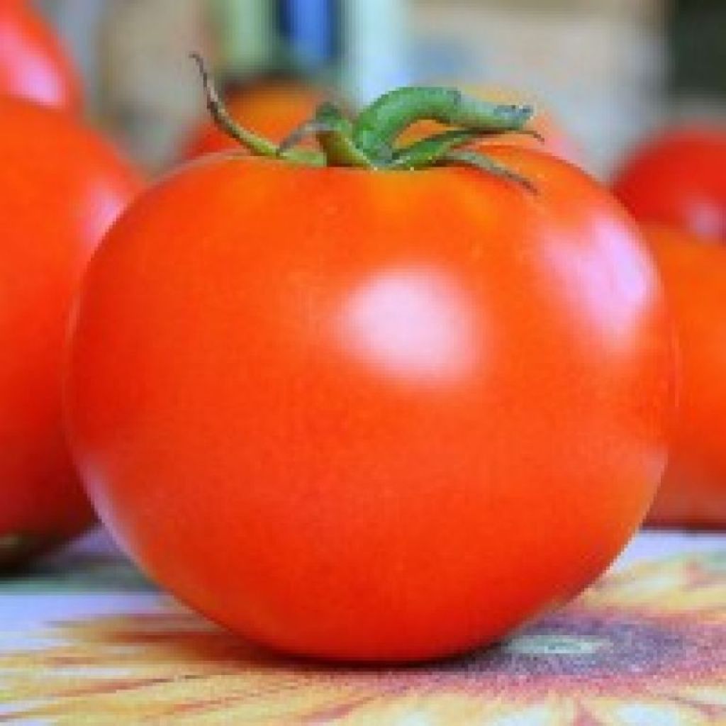 Tomato Round