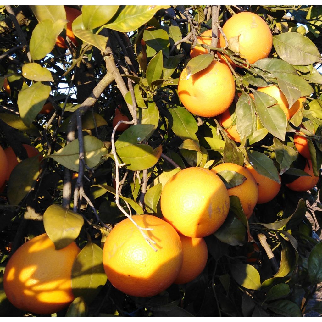 Small size blood orange (Tarocco) - Box 8 Kg