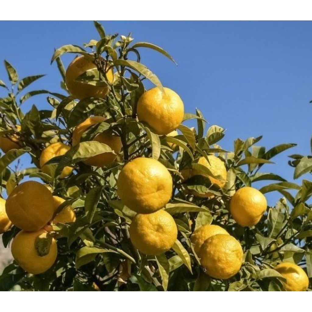 Sicilian bitter orange - Box 8 Kg