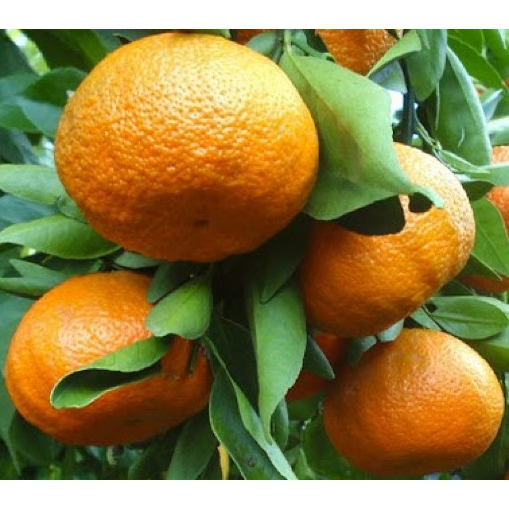 Sicilian clementine nova - Box 8 Kg