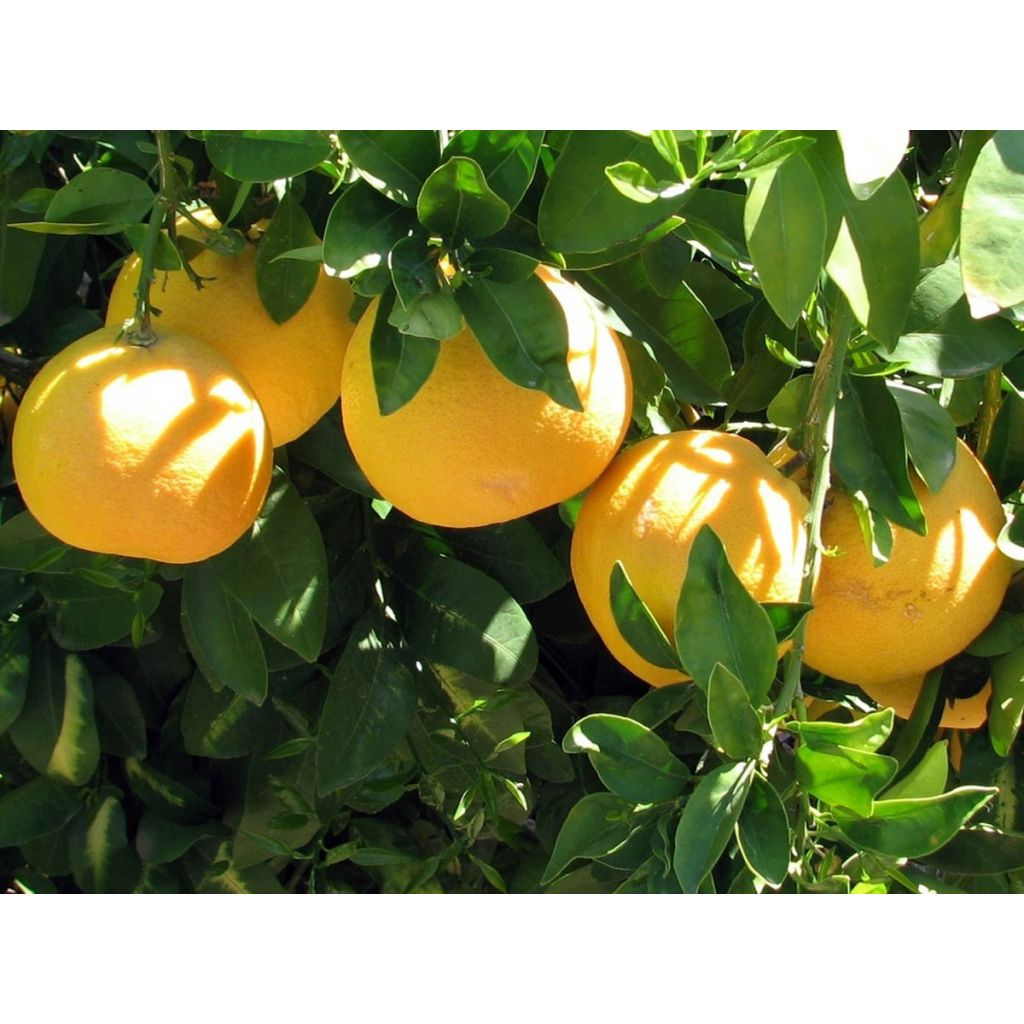 Sicilian pink grapefruit - Box 8 Kg