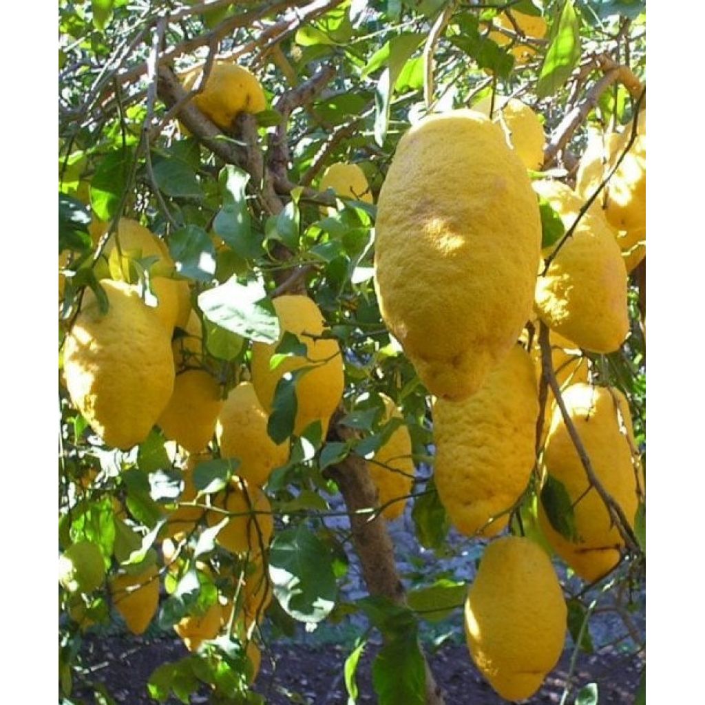 Sicilian citron - Box 16 Kg