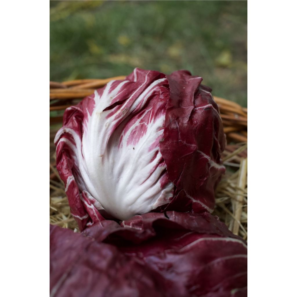 Radicchio tondo rosso Kg 0,5