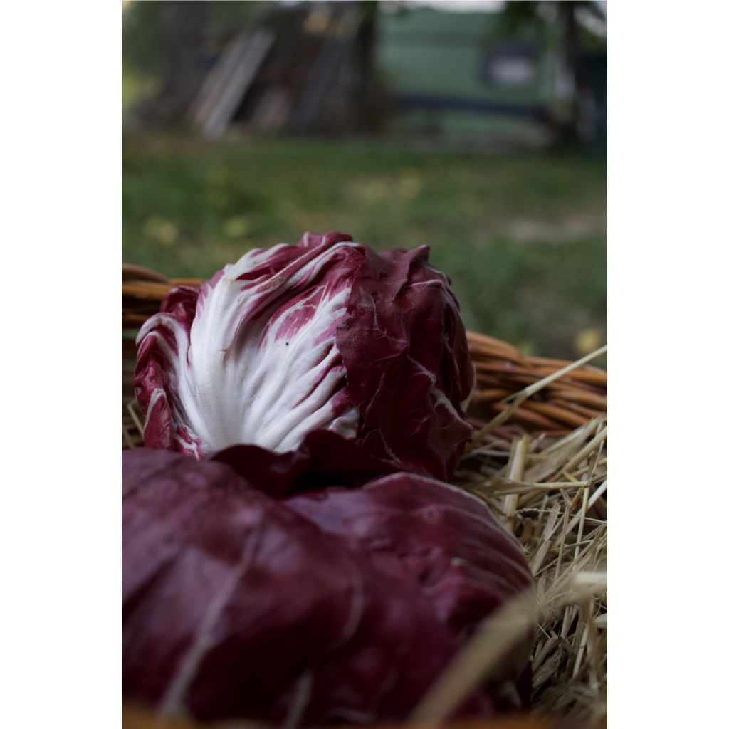 Radicchio verde variegato Kg 0,5