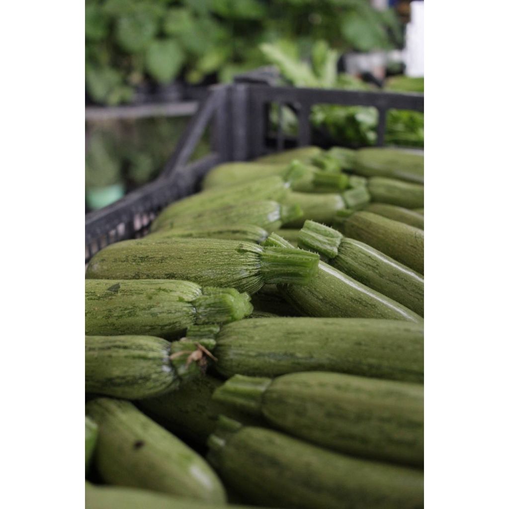 Zucchine Kg 0,5