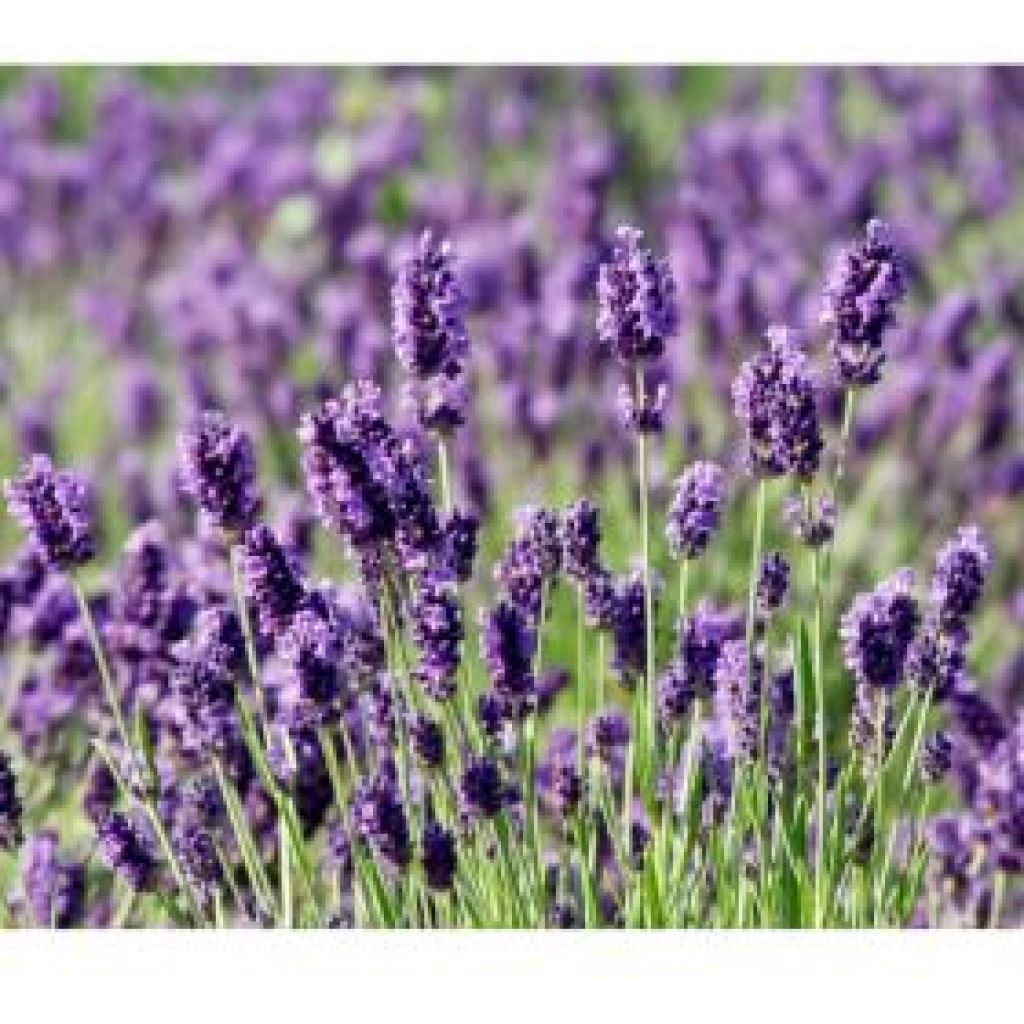 Box Violet - scatola (violet, sapone lavanda, sacchetto yuta)