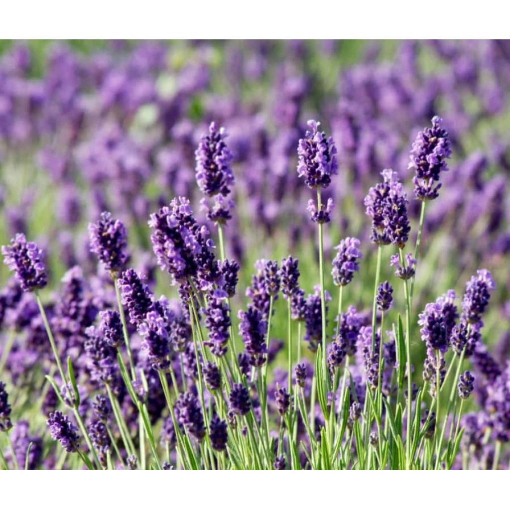 Olio essenziale di lavanda ibrida