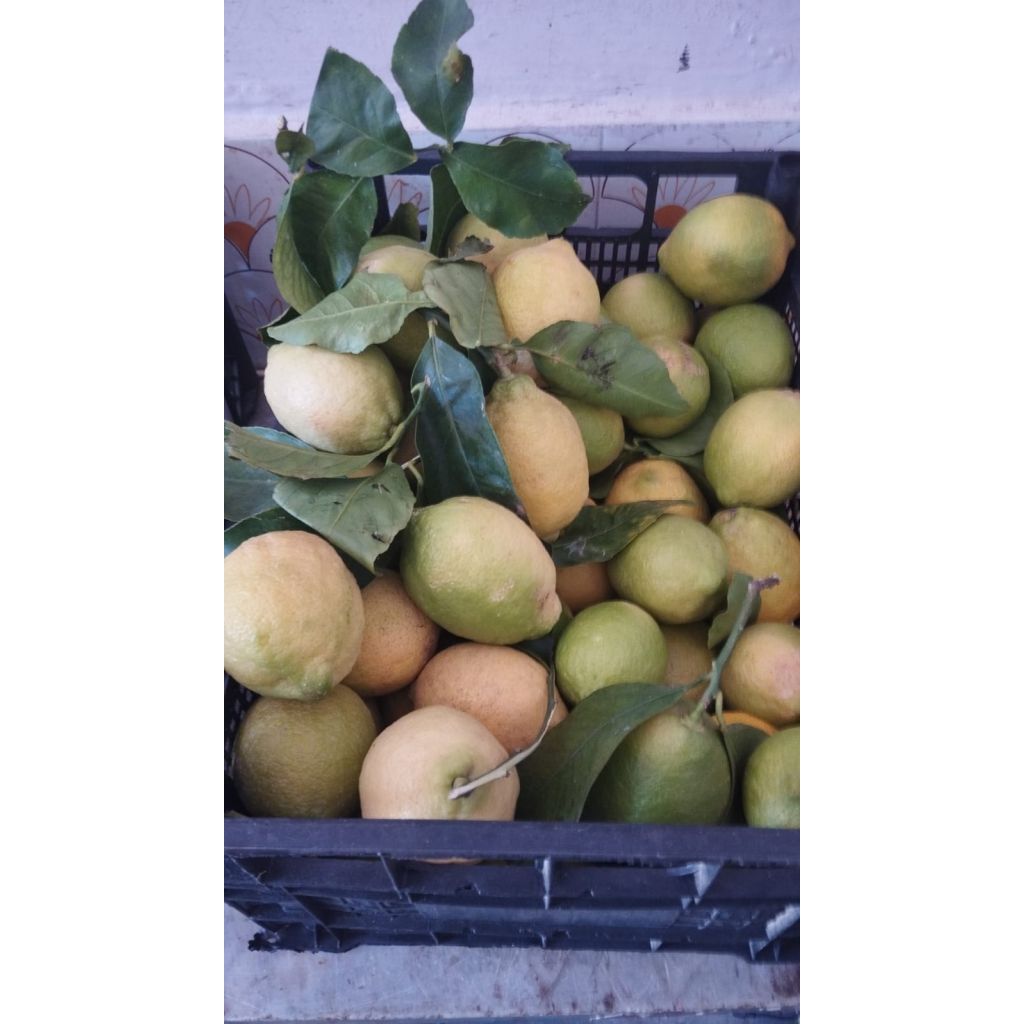 LIMONE MONACHELLO 1 Kg