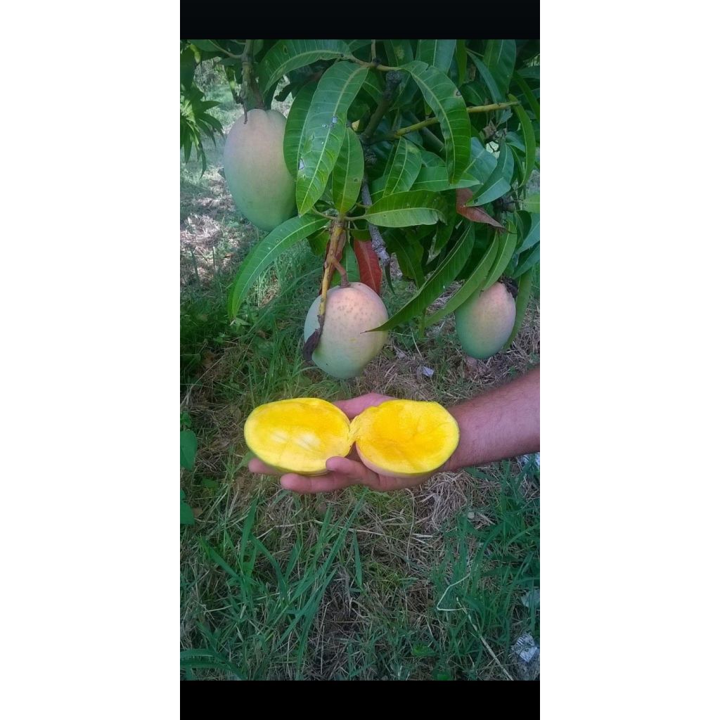 MANGO 5 kg