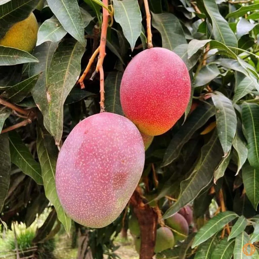 MANGO varietà KENT 2 Kg