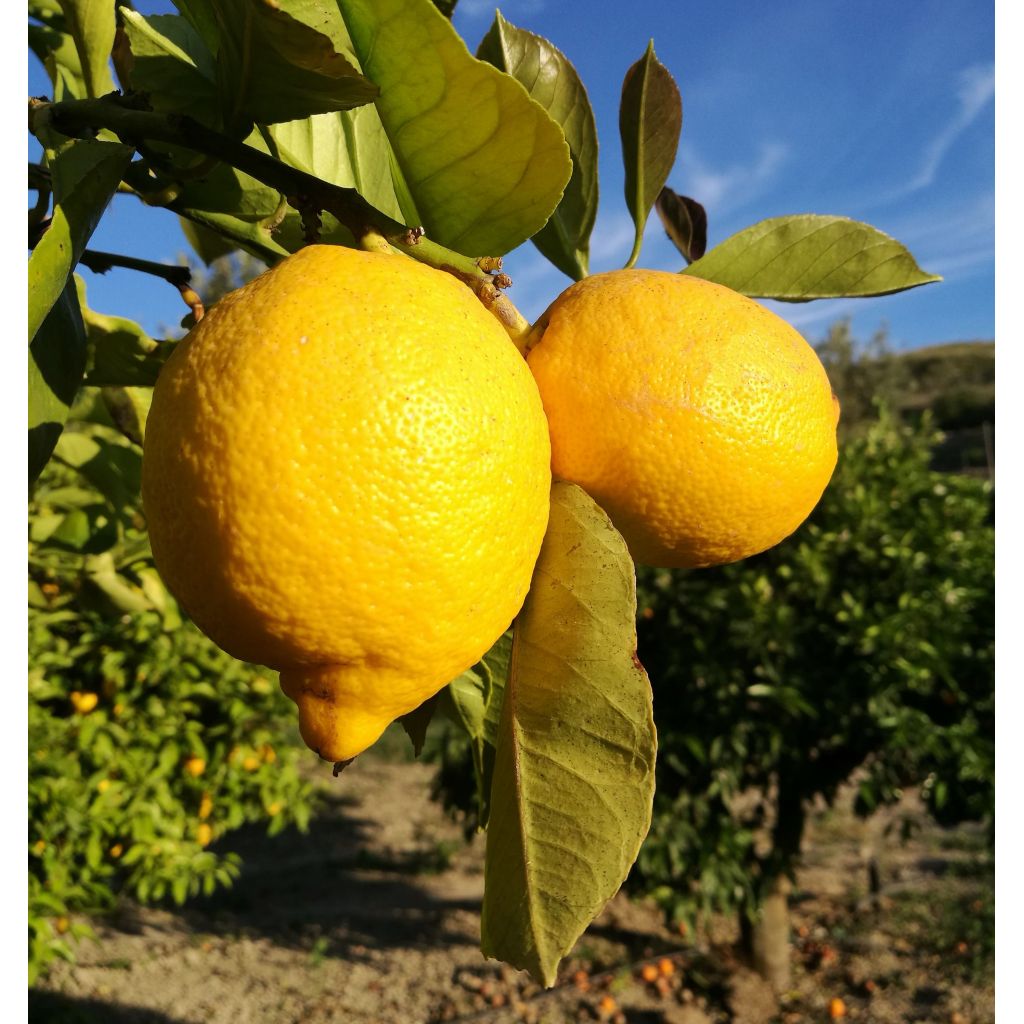 Limoni siciliani