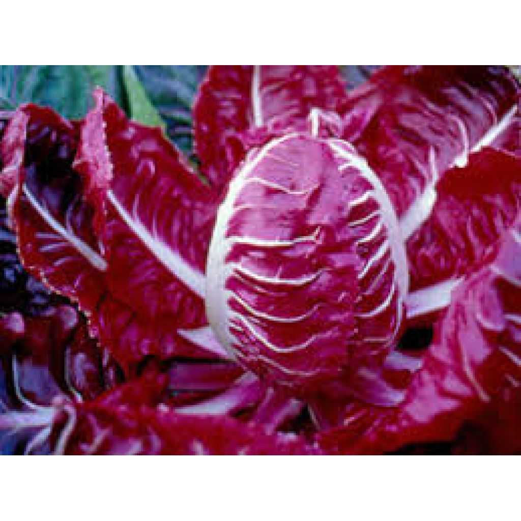 Radicchio Rosso di Asigliano Veneto DeCO