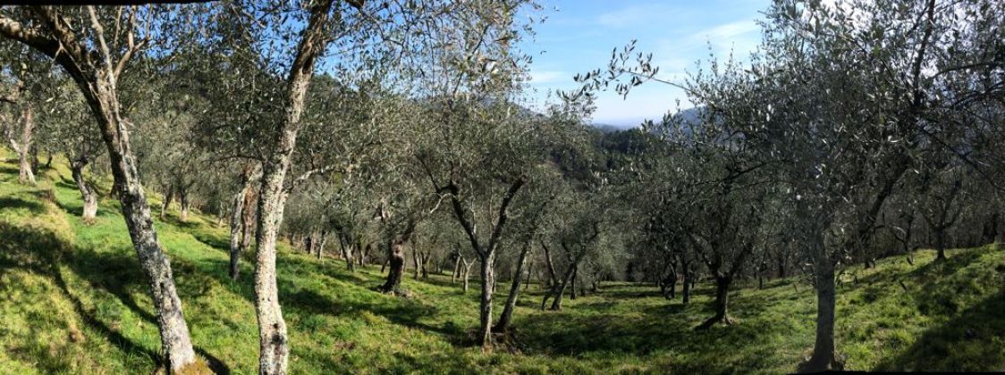 Società Agricola Il Pino Srl Unip