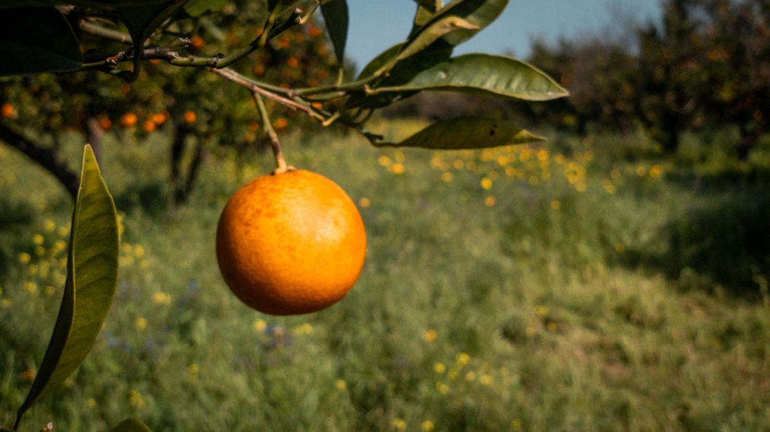 Azienda Agricola Panebianco